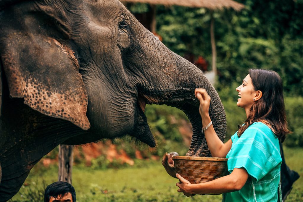 Elephant Care Experience